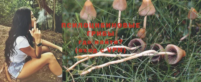 Псилоцибиновые грибы Psilocybine cubensis  закладка  блэк спрут онион  Саранск 